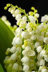 Beautiful lily of the valley flowers on black background, closeup