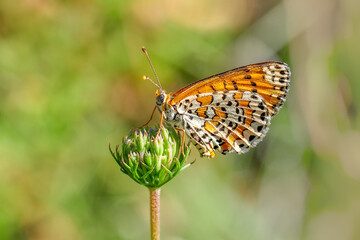 Closeup beautiful butterfly sitting on the flower.