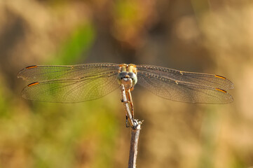 Macro shots, showing of eyes dragonfly and wings detail. Beautiful dragonfly in the nature habitat.