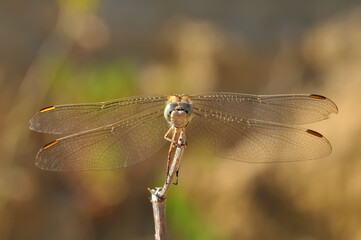 Macro shots, showing of eyes dragonfly and wings detail. Beautiful dragonfly in the nature habitat.