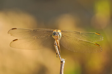 Macro shots, showing of eyes dragonfly and wings detail. Beautiful dragonfly in the nature habitat.