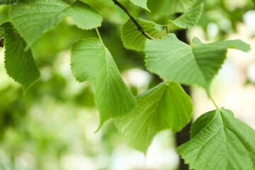 Fototapeta na wymiar Young linden tree with fresh green leaves outdoors on spring day, closeup