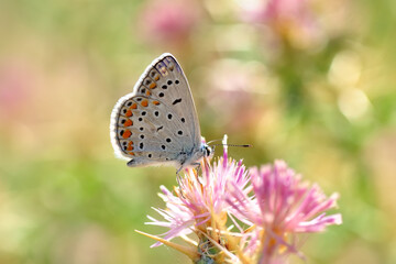 Closeup beautiful butterfly sitting on the flower.
