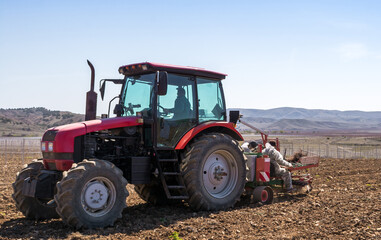 Obraz premium Planting grape seedlings