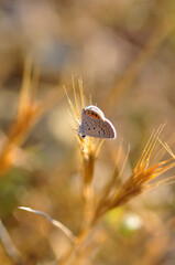 Closeup beautiful butterfly sitting on the flower.
