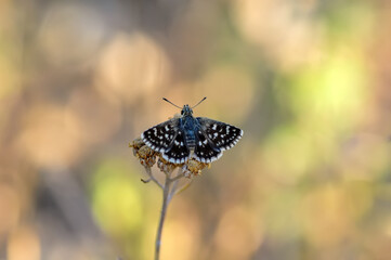 Macro Photography of Yellow Moth on Twig of Plant.