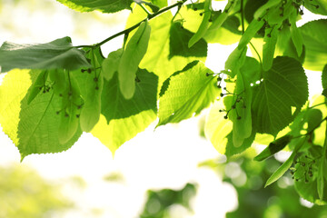 Linden tree with fresh young leaves and green flower buds outdoors on sunny spring day, closeup