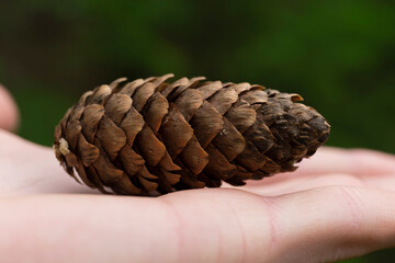 Cones and christmas tree isolated on a white background.