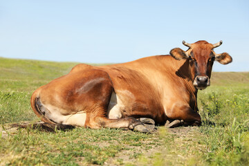 Beautiful brown cow outdoors on sunny day. Animal husbandry