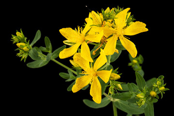 Inflorescence of yellow  flowers of Hypericum, isolated on black background