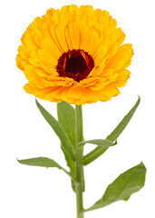 Orange flower of calendula, isolated on white background