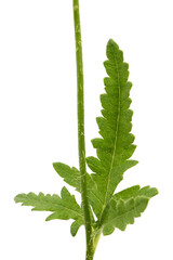 Green leaf and stem of poppy, lat. Papaver, isolated on white background