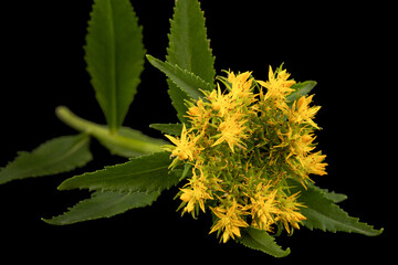 Yellow flowers of rhodiola rosea, isolated on black background