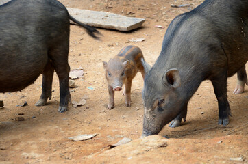 the piglet family