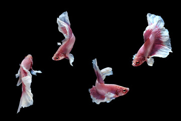 Pink white dumbo / big ear halfmoon betta fish siamese photo collage isolated on black color background