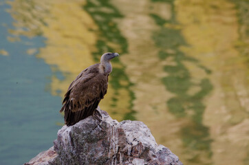 Eurasian Griffon Vulture