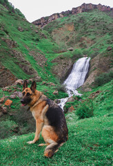 German Shepherd in the background of the waterfall. Arshin Waterfall in Georgia, on the way to Tbilisi. Georgian military road.