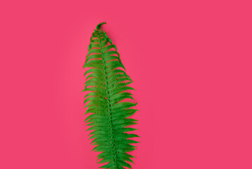 fern leaf in natural green on a pink background