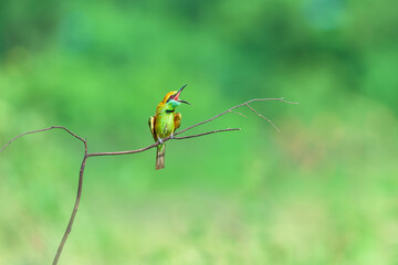 Blue-tailed bee-eater bird on the branch