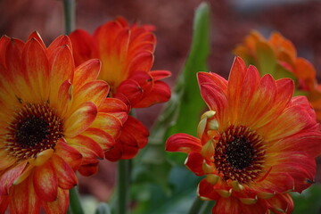 blood orange and yellow flowers