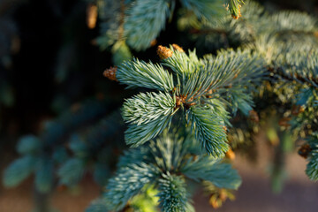 A coniferous branch with young shoots of green needles and small cones. Shooting a close-up of fresh green spruce branches.