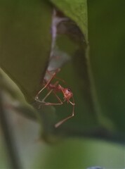 Weaver ant (Oecophylla smaragdina) or major worker