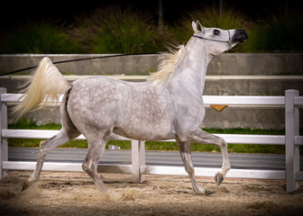 White Arabian Horse in a beauty competition 
