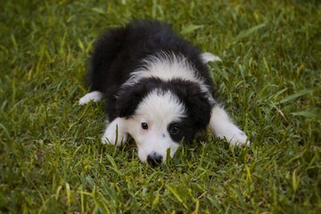beautiful border collie puppy, on grass background