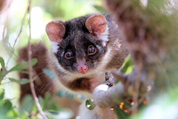 Common Ringtail Possum, South Australia