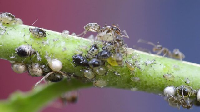 Ants milking aphids macro video closeup
