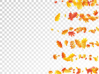 Oak, maple, wild ash rowan leaves vector, autumn foliage on transparent background.