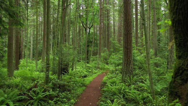 Rain Forest Trail in the Pacific Northwest. Springtime intense color in the understory and tall fir trees make for a delightful, and almost unreal, hike in this rain forest environment . 