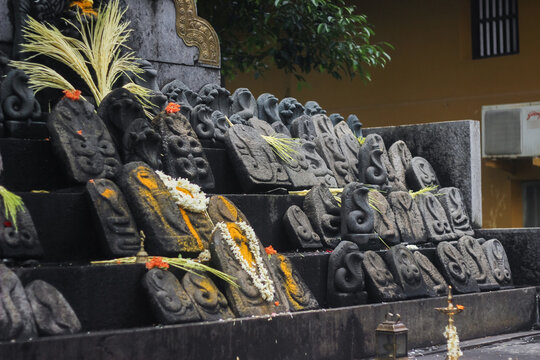 Statues of Naga Devta (Nag Dev) or Serpent God, Worshipped in South India. Naga-Panchami. Kul Devata. Local God. South Indian Temple. Black Granite Sculpture, Mangalore. Naag Mandir. Tulu Nadu. Many.