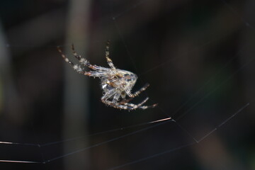 spider on the web