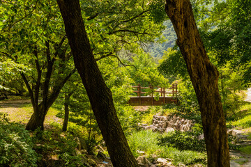 Fototapeta premium Wooden footbridge between shade trees.