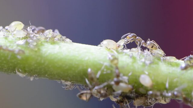 Ants milking aphids macro video closeup