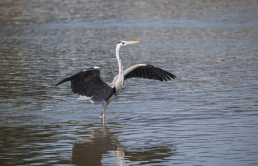 Gray heron,Wildlife in natural habitat