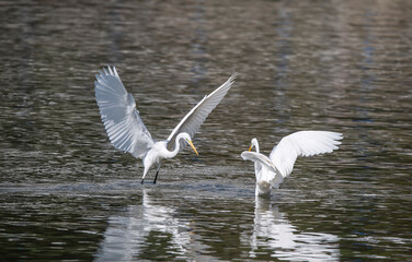 Great White Egret fishing on a lake