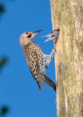 Northern flicker (Colaptes auratus) male feeding chicks, Ames, Iowa, USA.