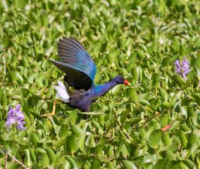 Purple gallinule (Porphyrio martinicus) feeding among water hyacinth (Eichhornia crassipes) in a forest swamp, Brazos Bend State Park, Needville, Texas, USA.