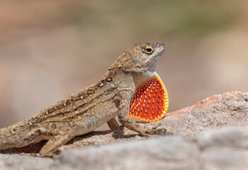 Brown anole lizard (Anolis sagrei) displaying, Galveston, Texas, USA