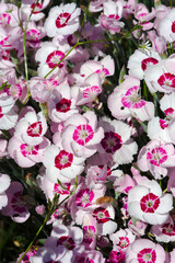 pink and white carnation flowers in close-up