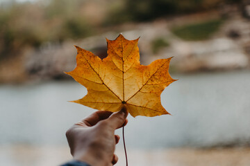 Hand holds beautiful yellow leaf on the background of the lake. Autumn background.