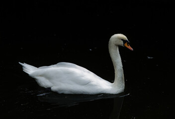 Beautiful white Swan in a lake in Italy
