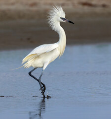 Reddish egret (Egretta rufescens) white morph in breeding plumage displaying, Galveston, Texas, USA.