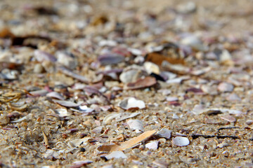 Shell