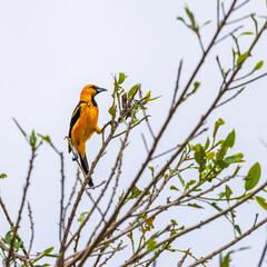 Spot Breasted Oriole performing a split posture between tree branches at local South Florida Park. 