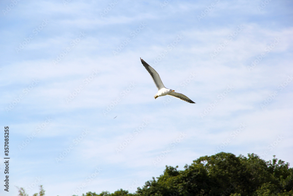 Canvas Prints Bird