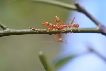 Weaver ant (Oecophylla smaragdina) or major worker