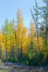 Naklejka premium Northern Ontario Forest